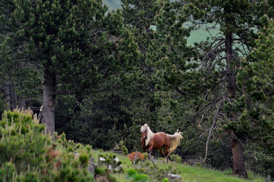 Side view of a horse in the forest