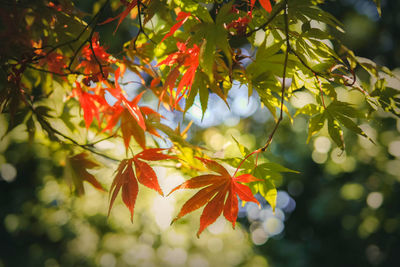 Low angle view of maple leaves on tree during autumn