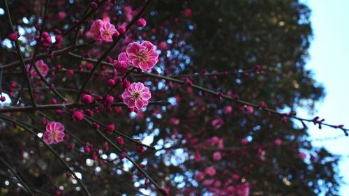 Low angle view of pink flowers blooming on tree