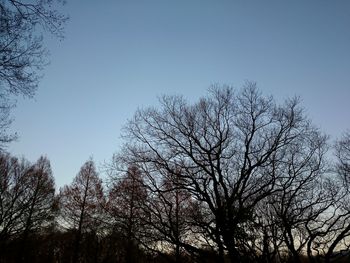 Low angle view of bare trees against clear sky