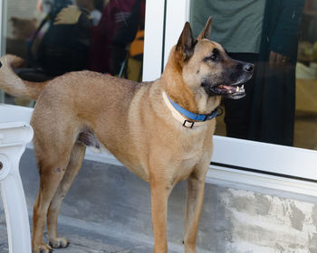 Close-up of dog sitting outdoors