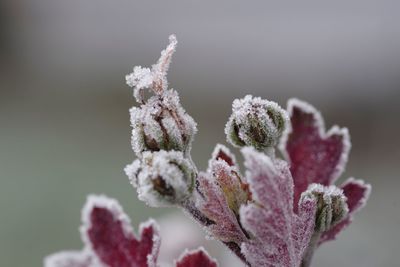 Close-up of frozen plant