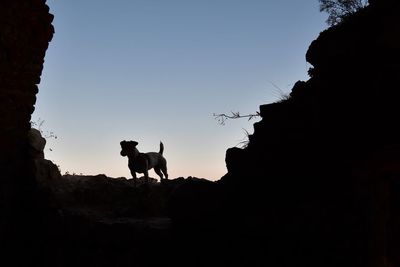 Silhouette dog standing on rock against sky