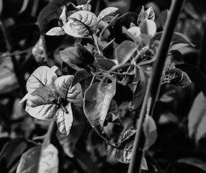 Close-up of wilted flowering plant