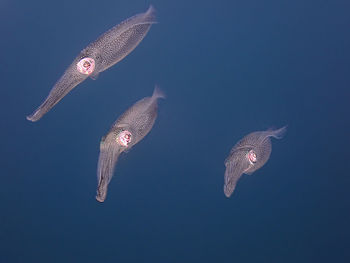 View of jellyfish swimming in sea