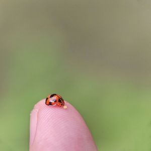 Close-up of ladybug on hand