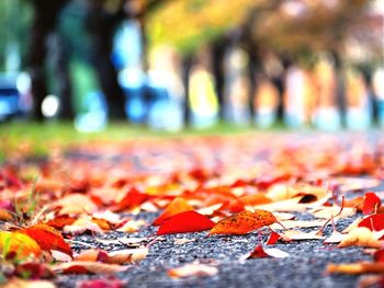 Close-up of maple leaves fallen on street