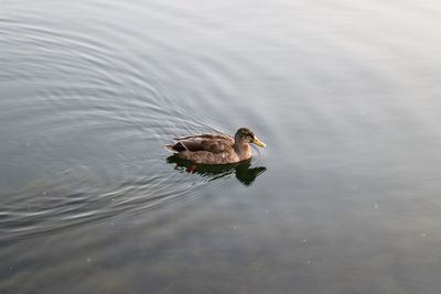 High angle view of bird in lake