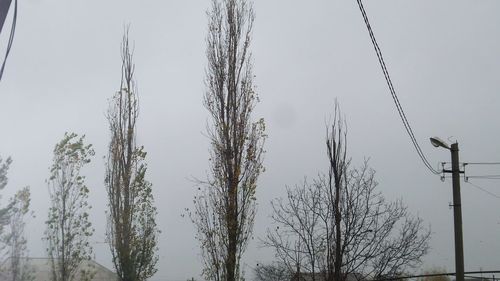 Low angle view of trees against clear sky