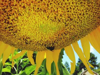 Close-up of sunflower