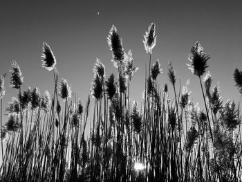 Low angle view of tall grass on field against sky