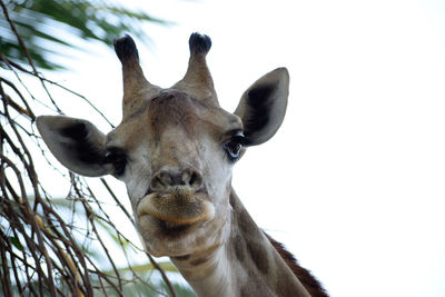 Close-up portrait of an animal