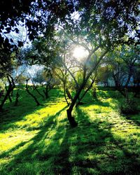 Trees on grassy field