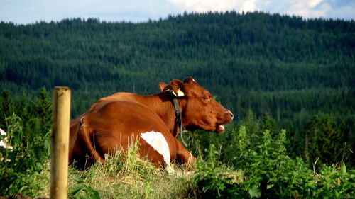 Cow on field against trees