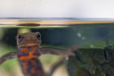 Close-up of turtle swimming in water