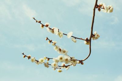 Low angle view of flower tree against sky