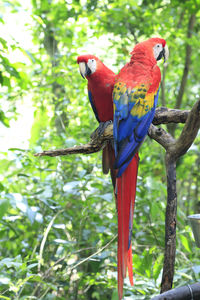 View of parrot perching on tree