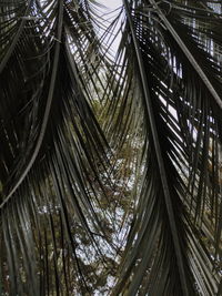 Low angle view of palm trees