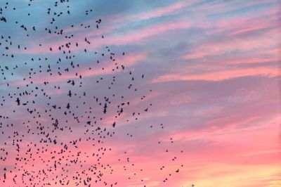 Low angle view of birds flying in sky