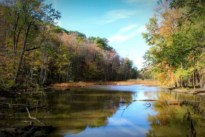 Scenic view of lake in forest against sky