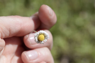 Close-up of hand holding flower