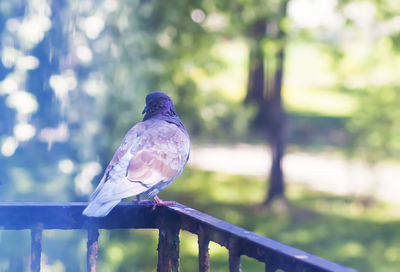 Close-up of bird perching on railing