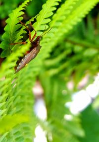 Close-up of plant