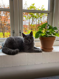 Cat sitting on window sill