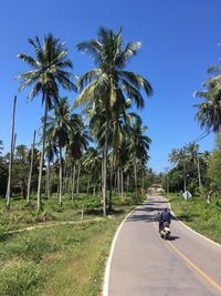 Road amidst palm trees against clear sky