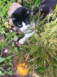 Plant growing in a park