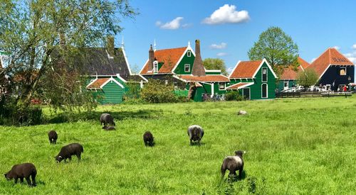 Sheep grazing in a field