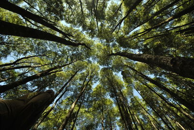 Low angle view of trees in forest