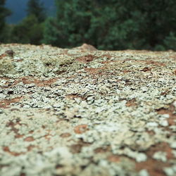 Close-up of surface level of ground