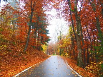 Road passing through forest