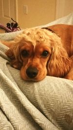 Close-up portrait of dog relaxing at home