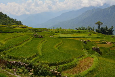 Scenic view of agricultural field against sky