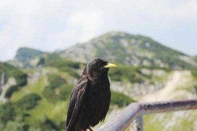 Bird perching on a wall
