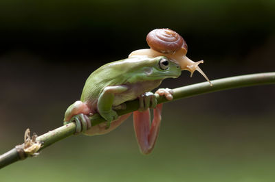 Close-up of lizard