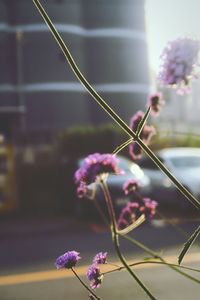 Close-up of pink flowers