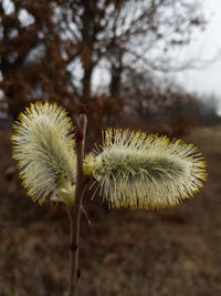 Close-up of dandelion on field