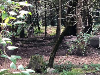 Trees in forest