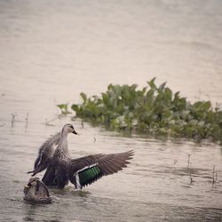 Mallard duck on lake