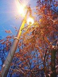 Low angle view of sun shining through trees