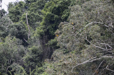 Low angle view of trees in forest