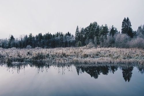 tranquil scene, tranquility, reflection, water, lake, tree, scenics, beauty in nature, waterfront, clear sky, nature, standing water, growth, sky, landscape, idyllic, non-urban scene, grass, day, copy space