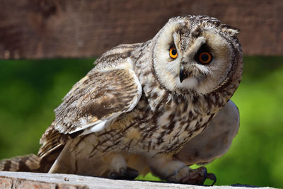 Close-up portrait of owl perching outdoors