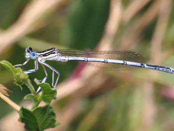 Close-up of dragonfly on plant