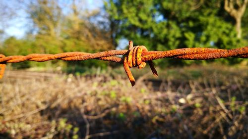 Close-up of rusty barbed wire on field