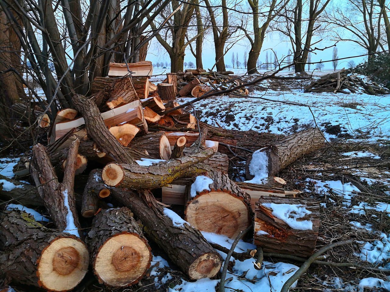 STACK OF LOGS AGAINST TREES