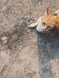 pets